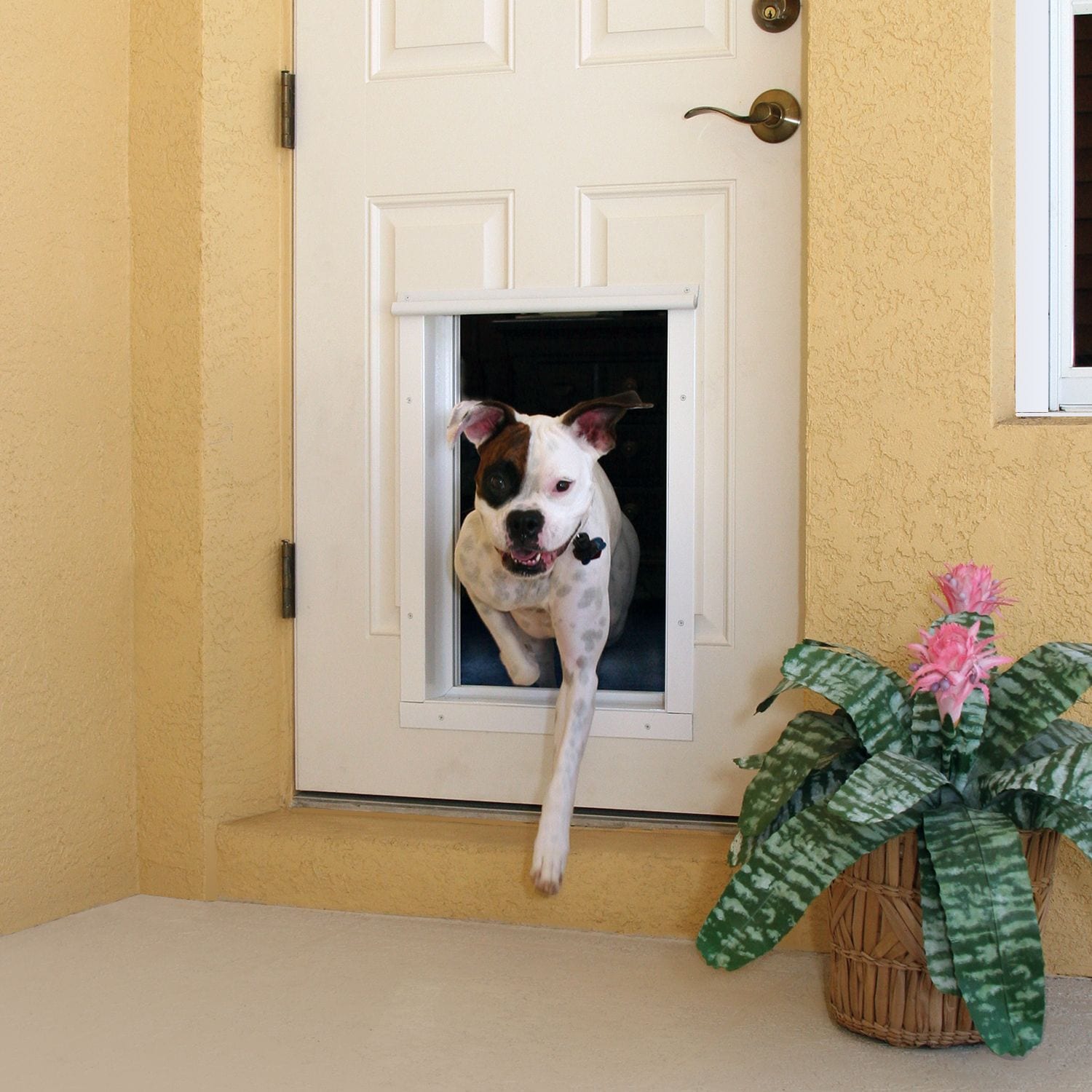 Do I Need An Extra Large Dog Door Blog PlexiDor Dog Door
